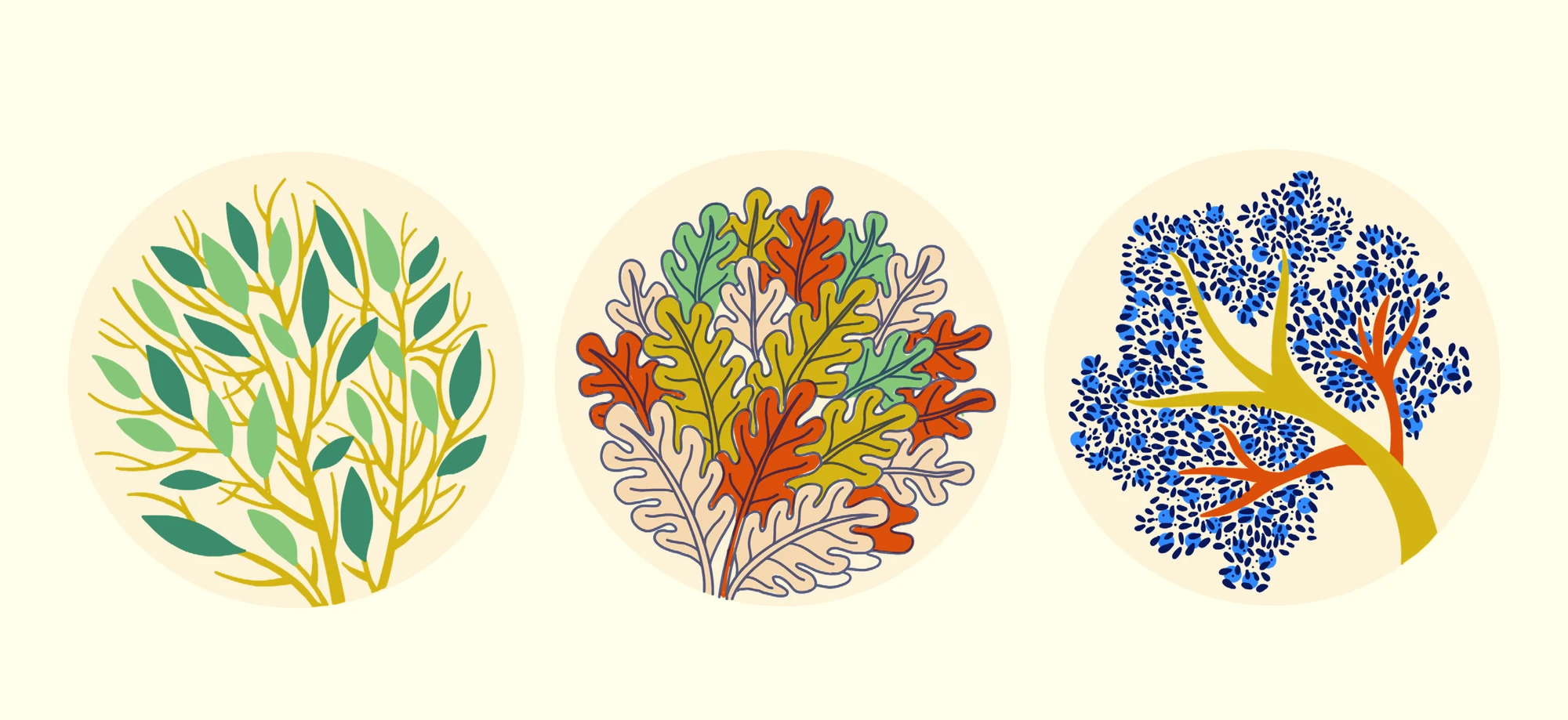 Jadein botanical illustrations